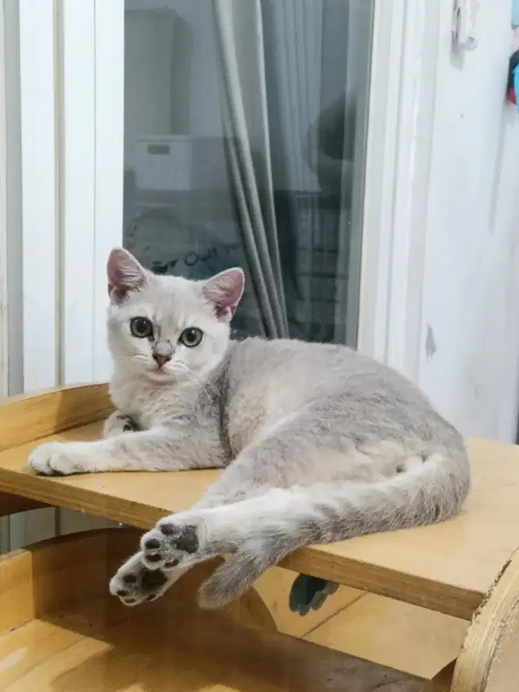 Kitten british Shorthair