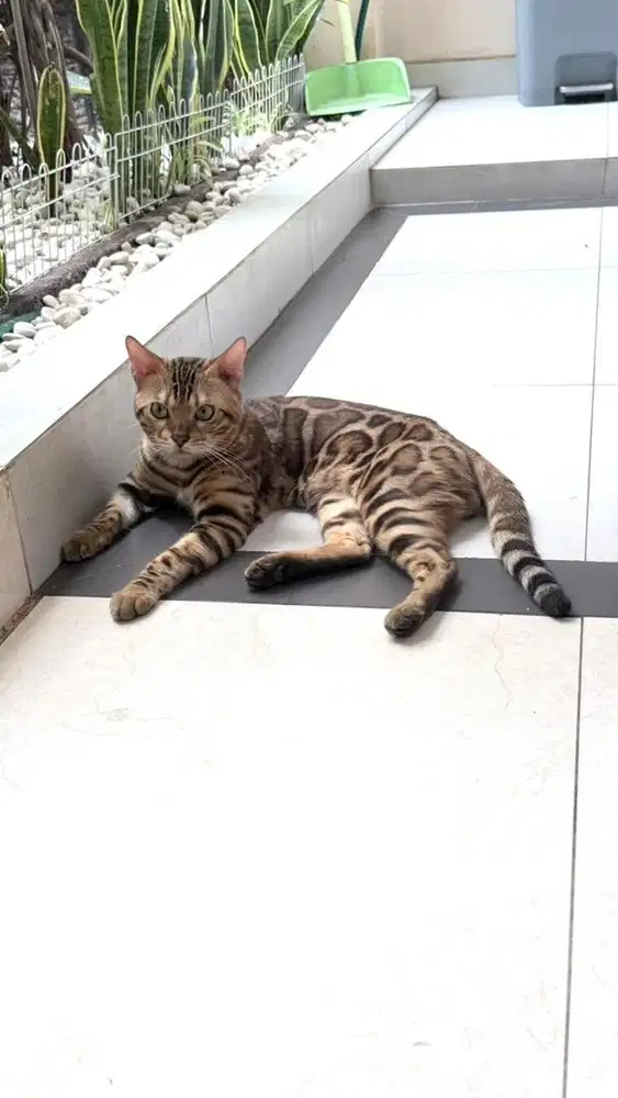 Kucing Bengl show quality