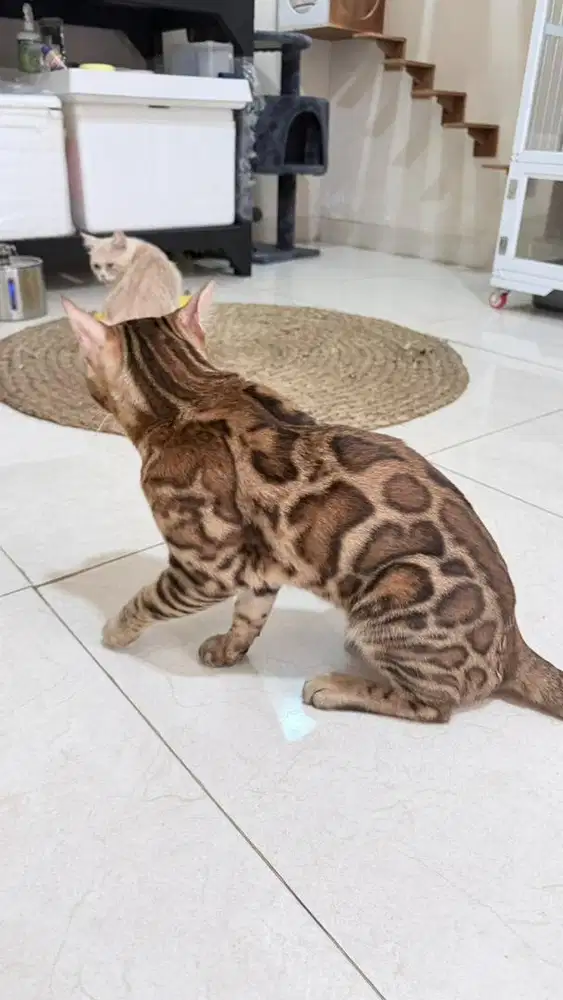 Kucing Bengl show quality