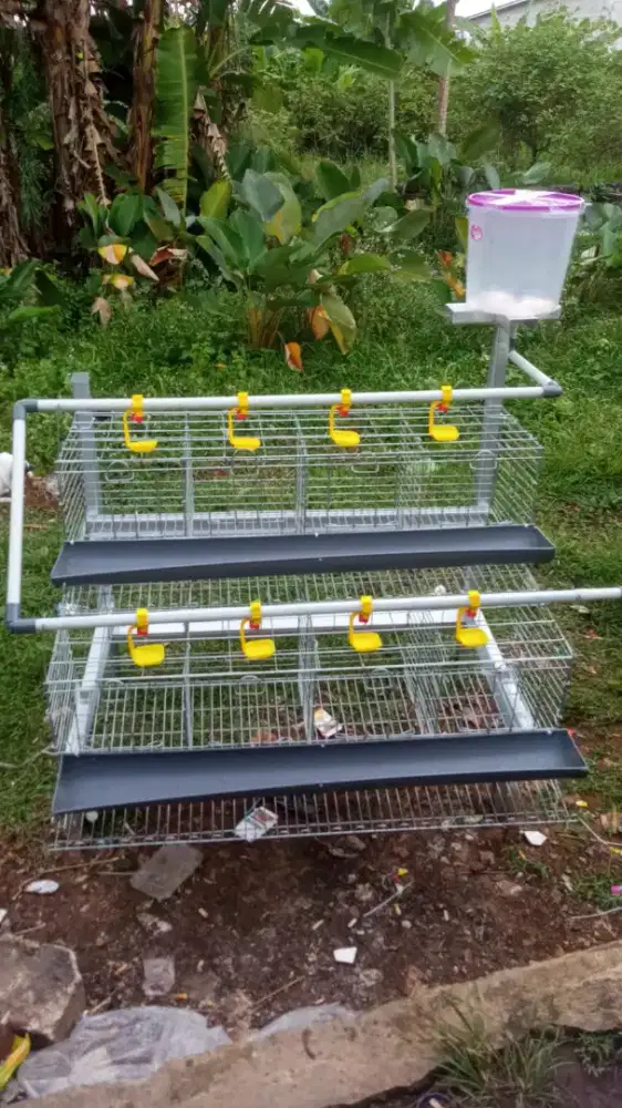 Kandang baterai kapasitas 16 ekor