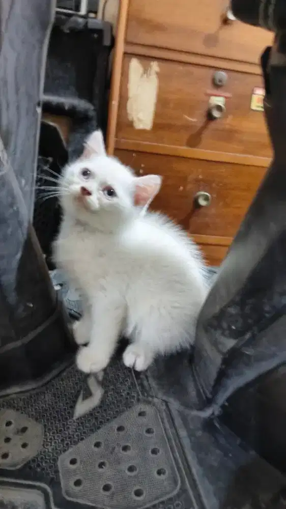 Kitten Jantan Usia 3 Bulan, Bisa Nego