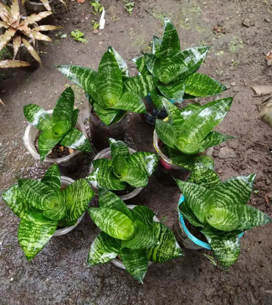 Bibit sansivera mini