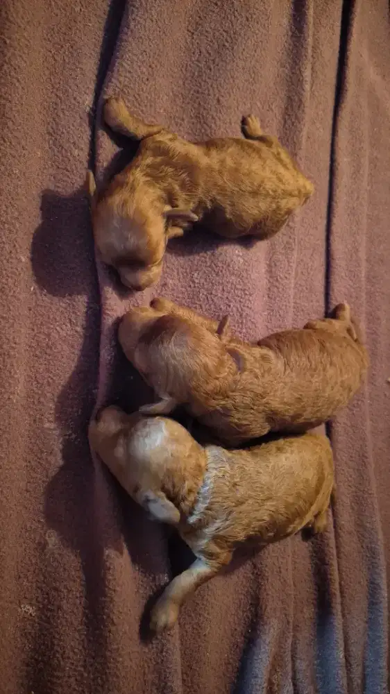 Anakan anjing toy poodle