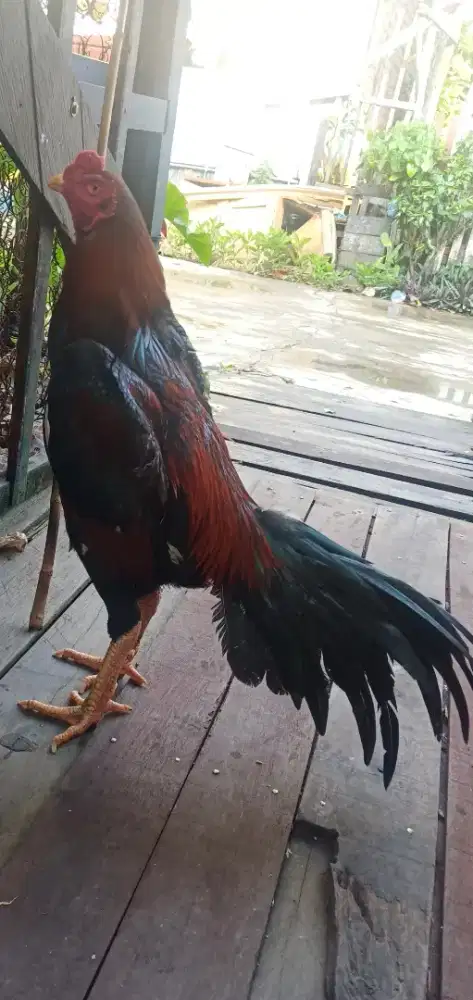Ayam bangkok pukul keras