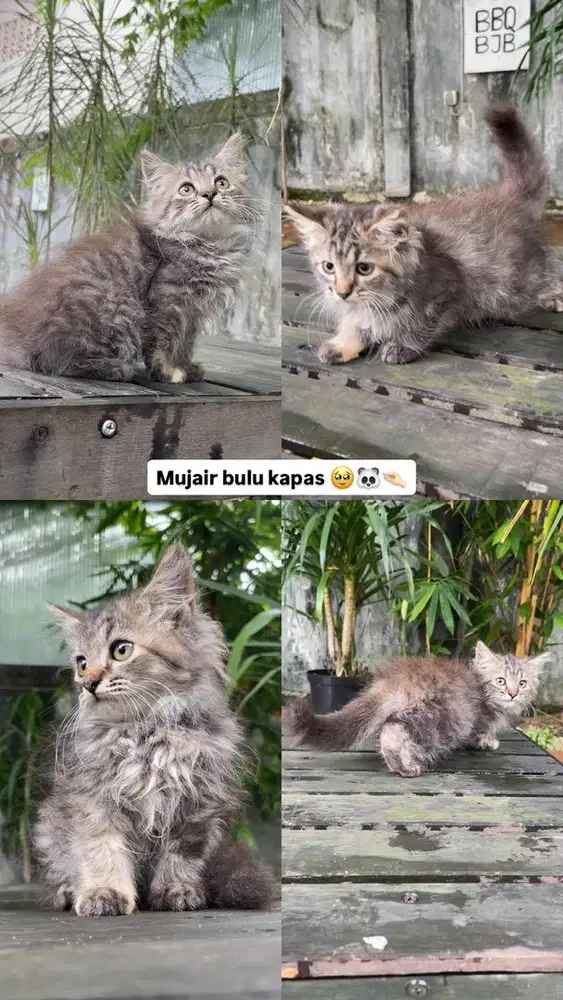 Kucing persia longhair bulu kapas mujair