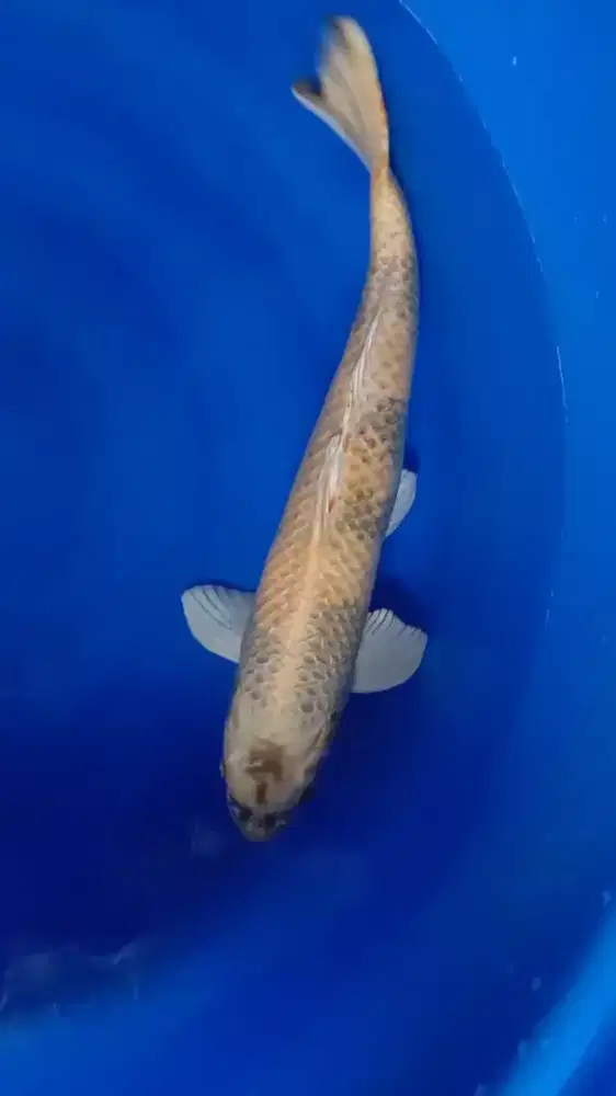 Ikan koi blitar F1 kin Ki Shiro 60bu unikan