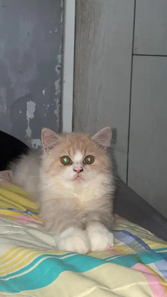 PERSIA KITEN JANTAN