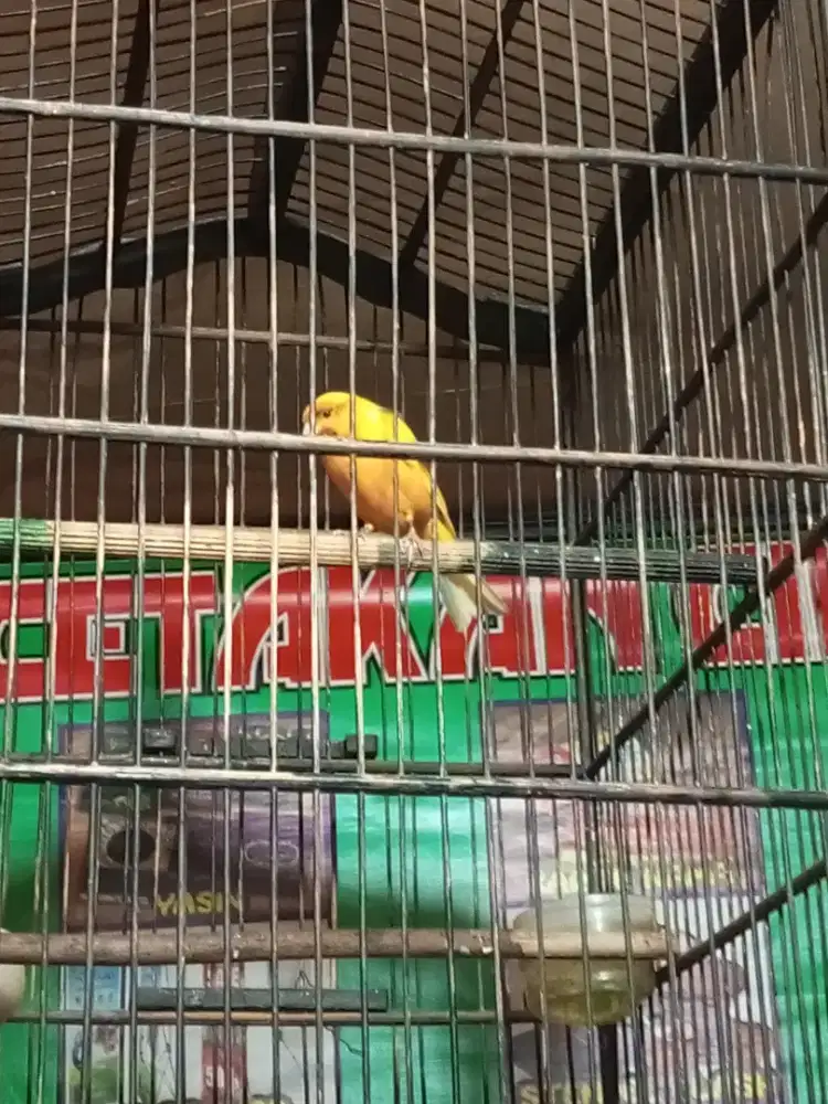 Burung kenari gacor