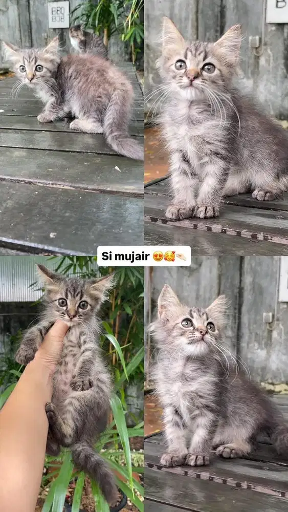 Kucing persia medium kitten mujair