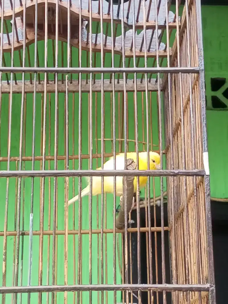 Burung kenari betina