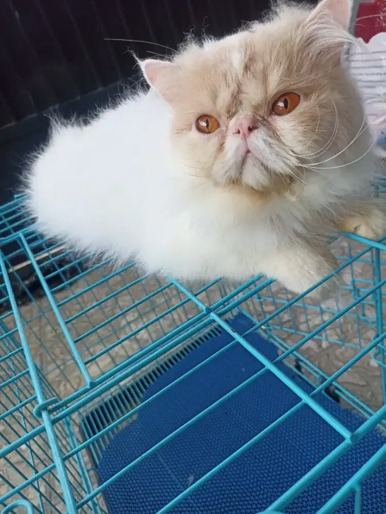 Persia ,kucing dewasa