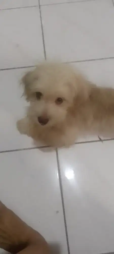 Open adopt puppy poodle mix