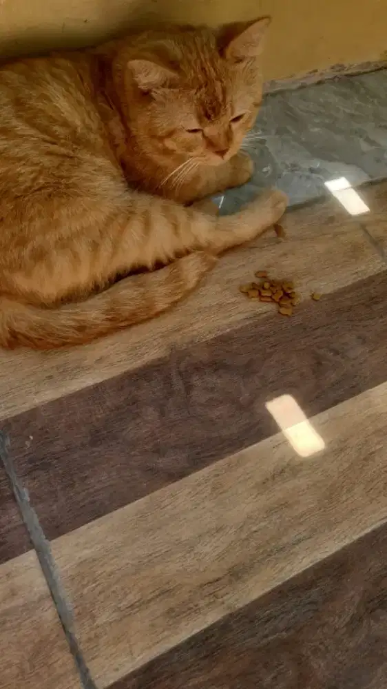 Kucing mixdome.wajah persia buntut panjang.bulu campuran mixdome