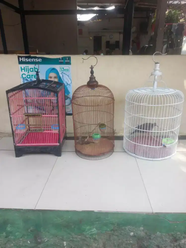 Dua ekor burung perkutut Dan 1 ekor burung trkukur.