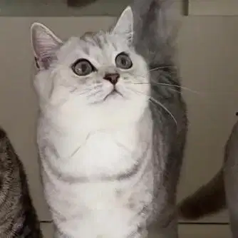 Kucing british short hair