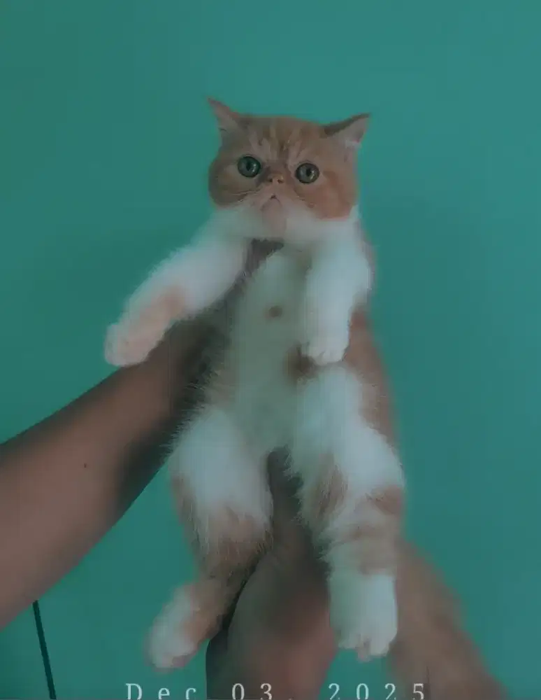 kucing persia peaknose exotic #kucinglucu