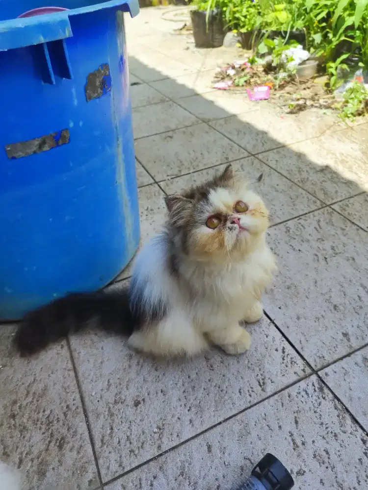 Kucing persia Jantan