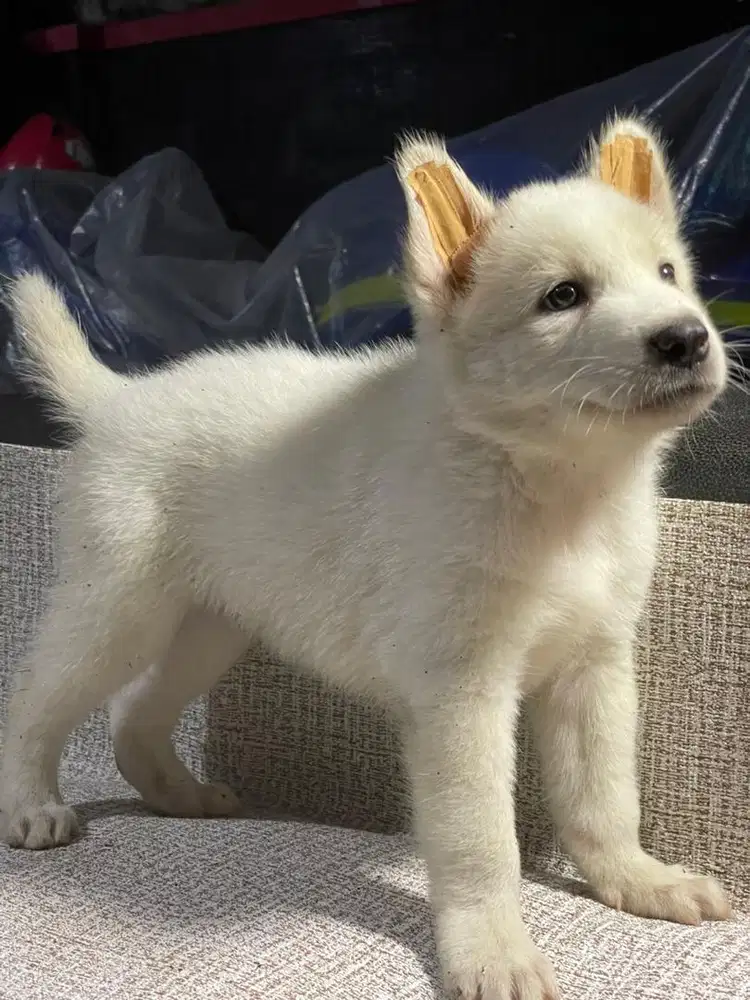 Puppy husky mix golden