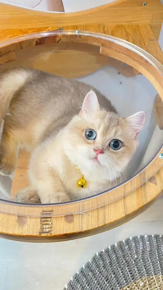 Kucing Munchkin BSH Blue Golden Import Ped WCF