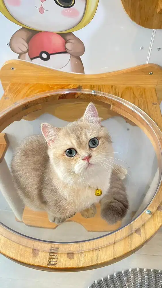 Kucing Munchkin BSH Blue Golden Import Ped WCF