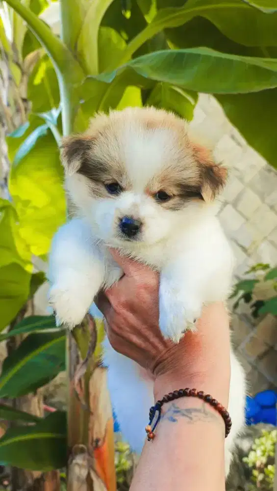ANAK ANJING SHIHTZU MIX POM