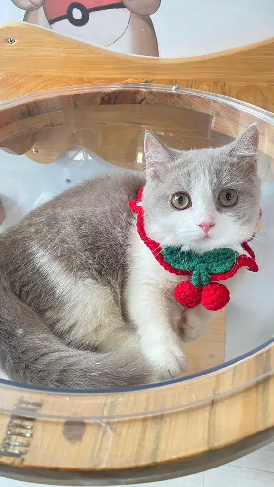 Kucing Munchkin BSH Bicolor Fawn Import Ped WCF