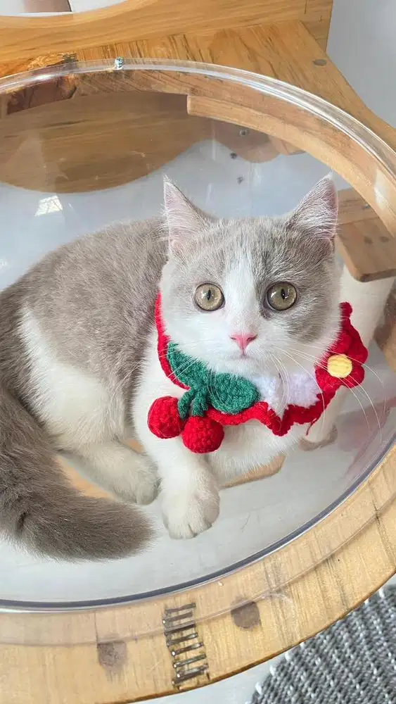 Kucing Munchkin BSH Bicolor Fawn Import Ped WCF