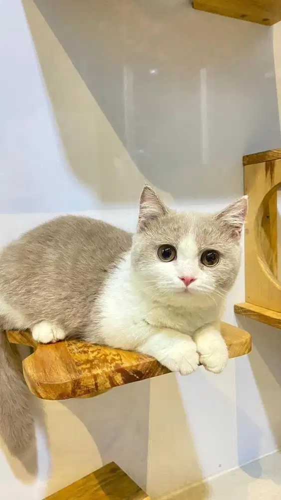 Kucing Munchkin BSH Bicolor Fawn Import Ped WCF