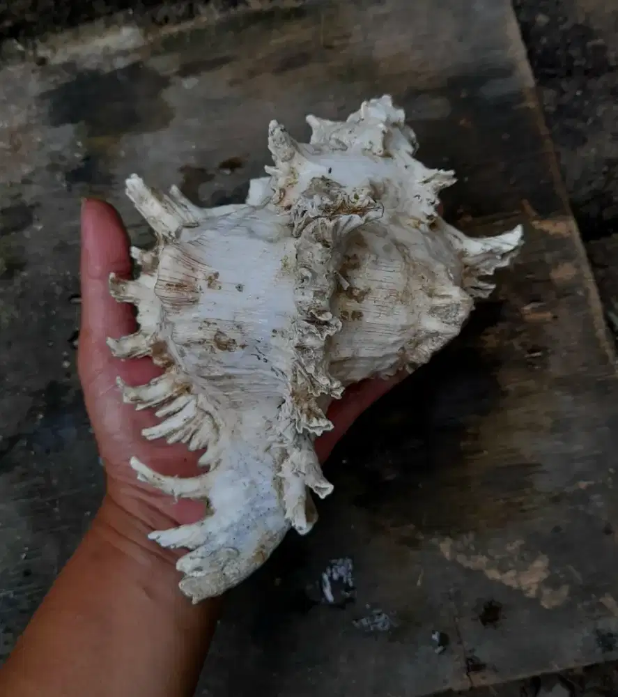 Cangkang Kerang Murex