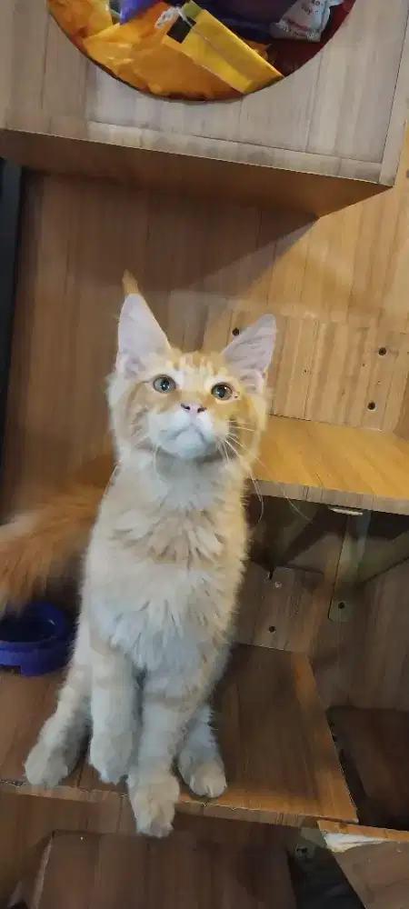 Kitten maincoon pure