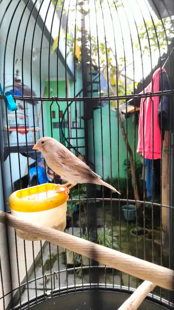 Kenari Jantan warna abu putih