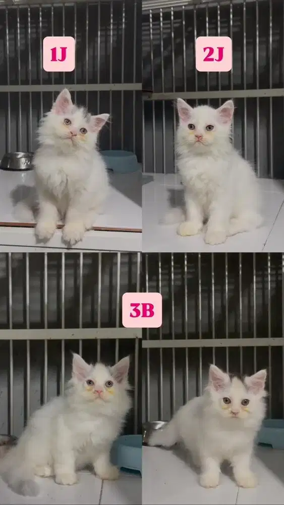 Kucing Kitten Persia