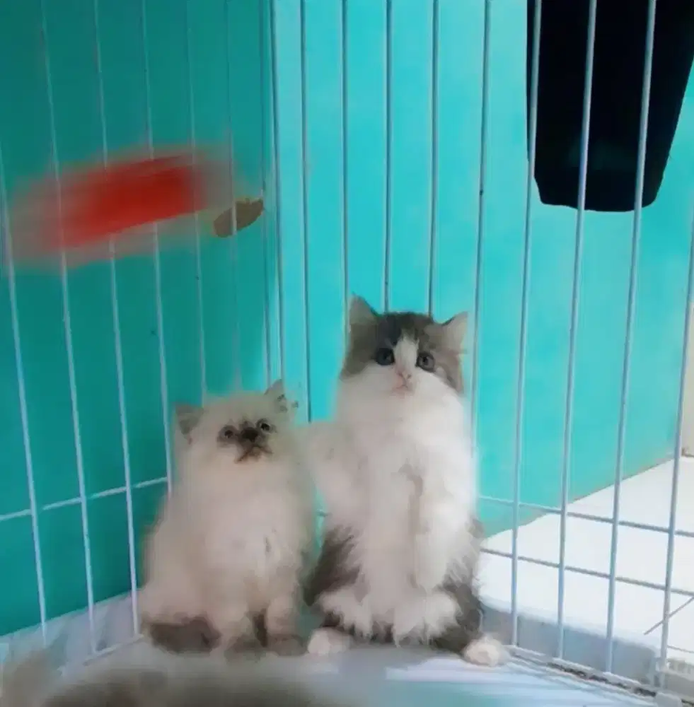 kucing kitten persia #kucinglucu