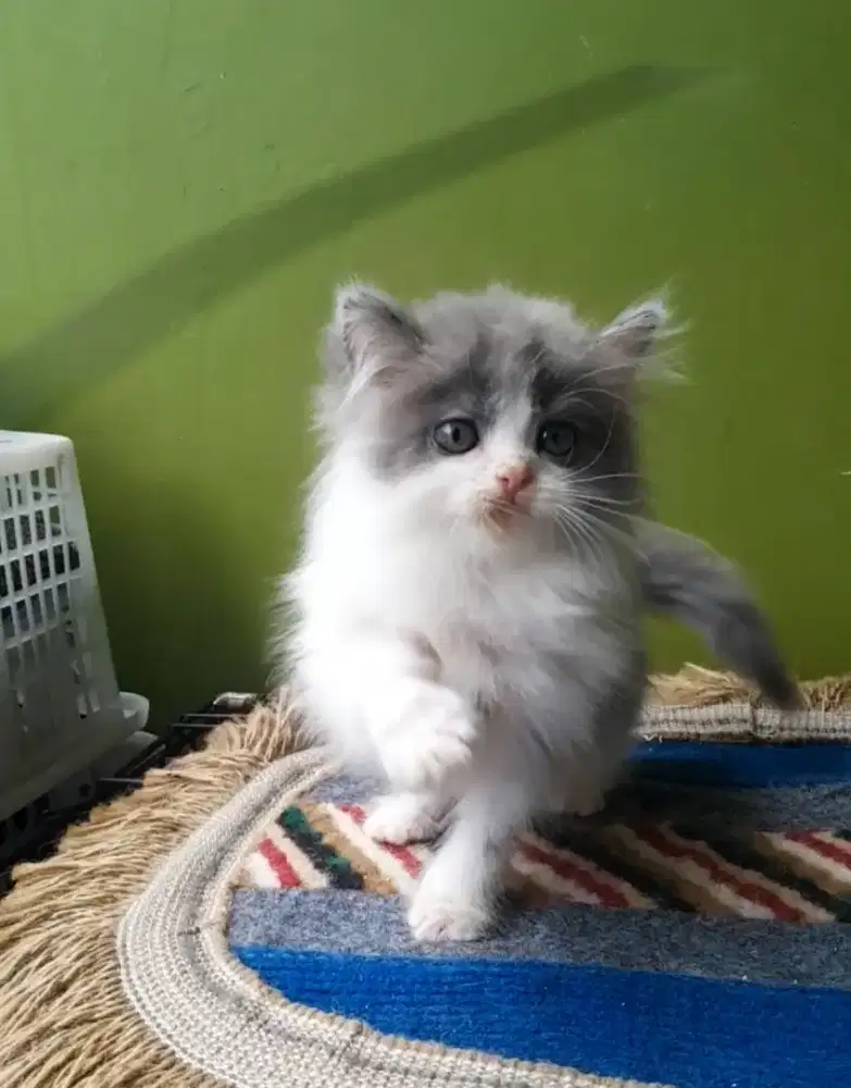 kucing persia #kittenlucu