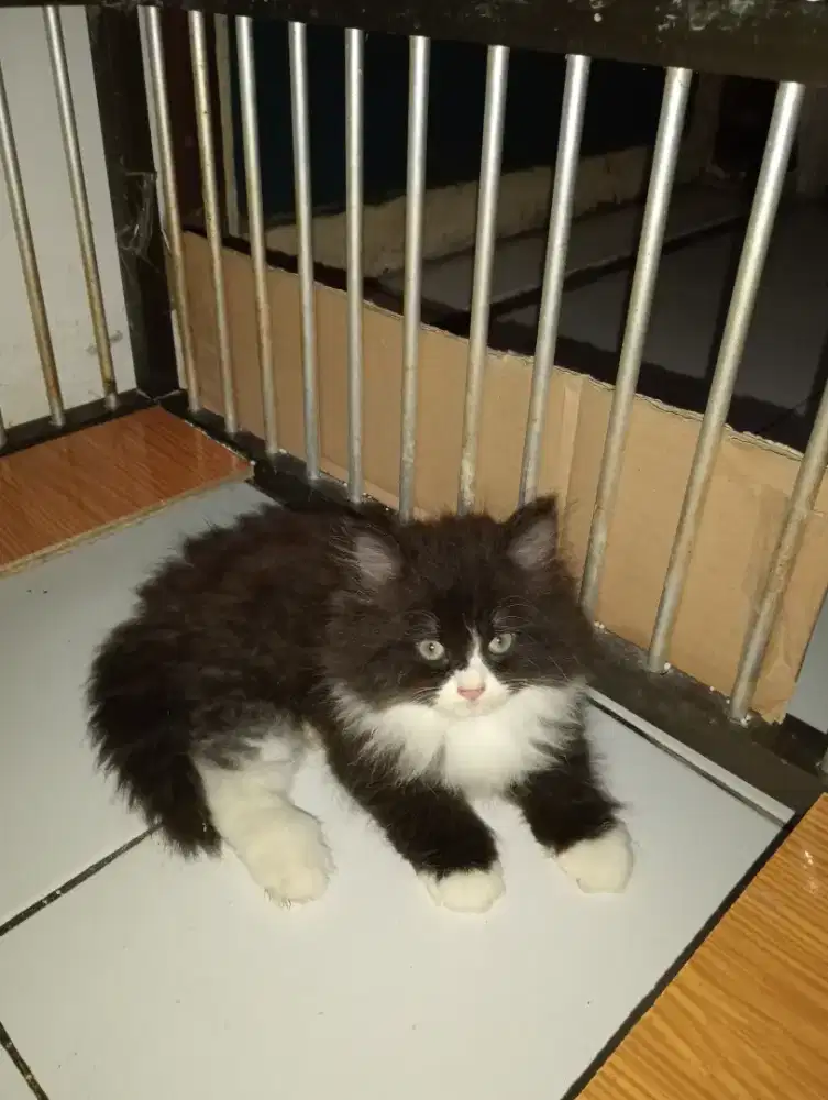 Kitten Persia usia 2 bulan