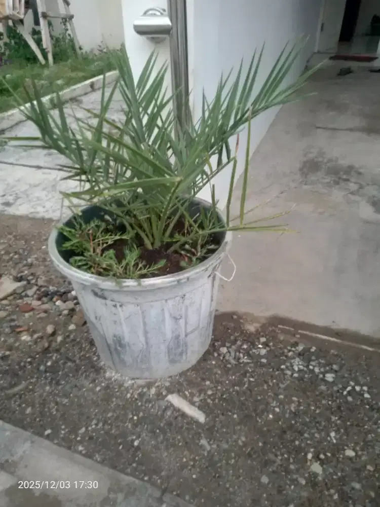 Pohon Kurma Beserta potnya