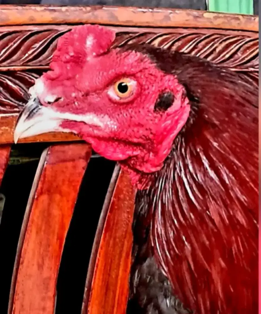 Ayam Jago Bangkok Umur 6 Bulan [Harga NEGO]