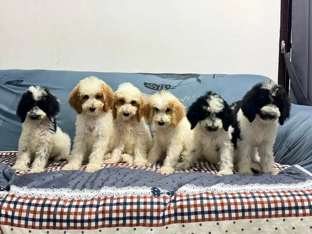 Giant poodle murah lokasi bogor