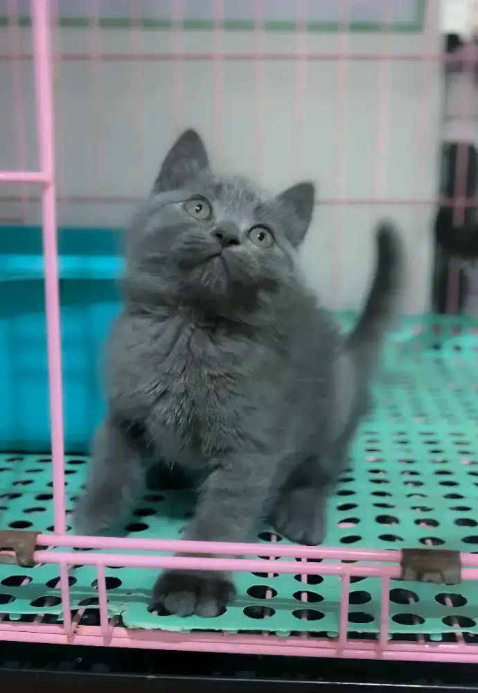 kitten british shorthair