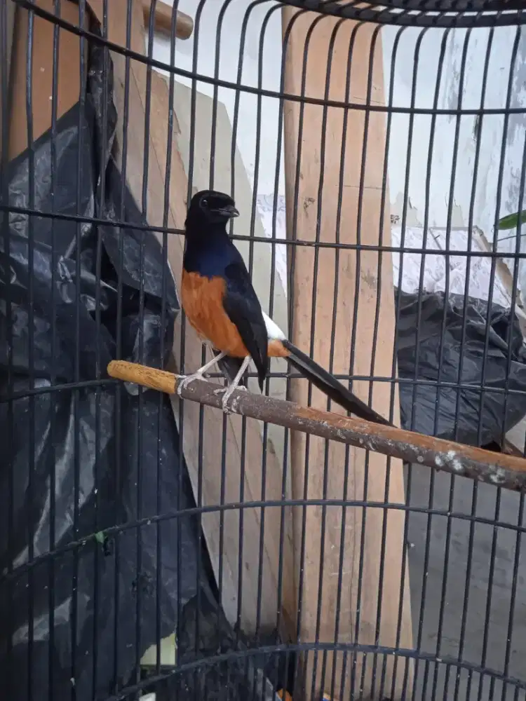 Murai gacor full set