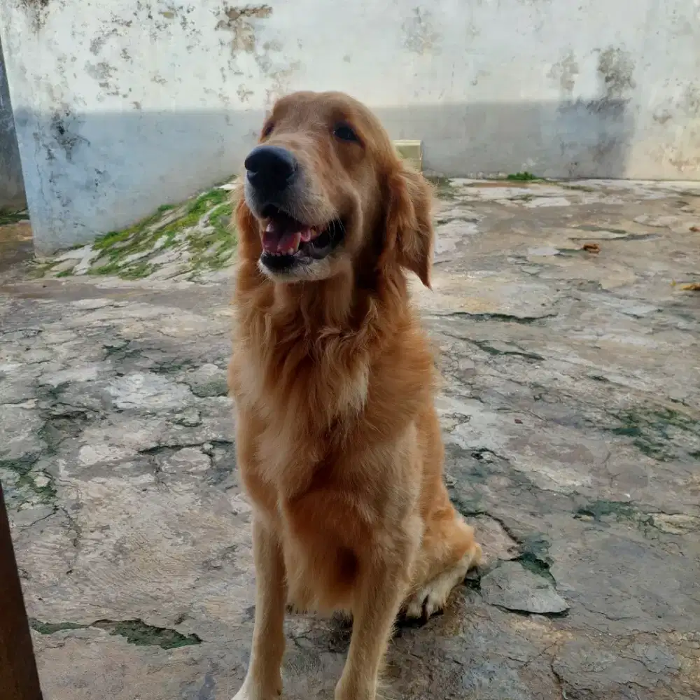 Golden Retriever Jantan