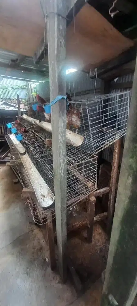 Kandang ayam petelur baterai