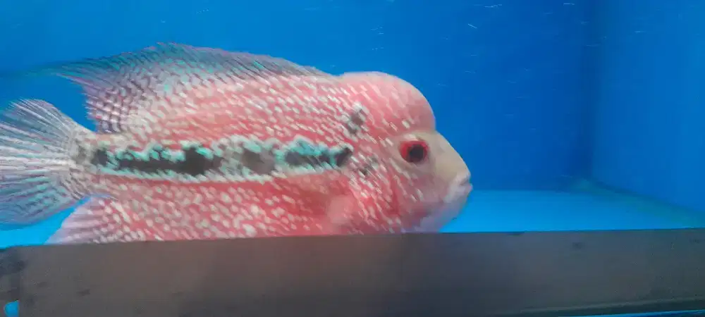 Louhan GoldenBase KAMFA