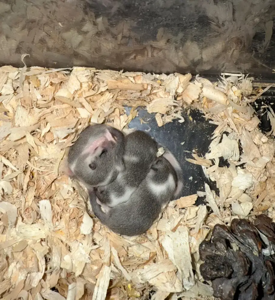 Open Booking Anakan Dormice/Tupai mini