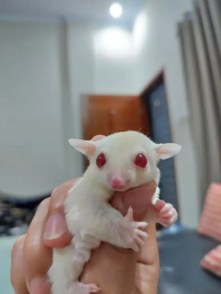 Sugar Glider Albino Betina Jinak Terawat Murah