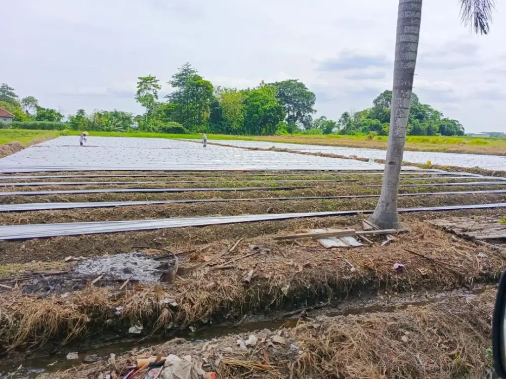 Dijual Tanah Strategis Lokasi Premium dekat Bandara Blimbingsari – Banyuwangi