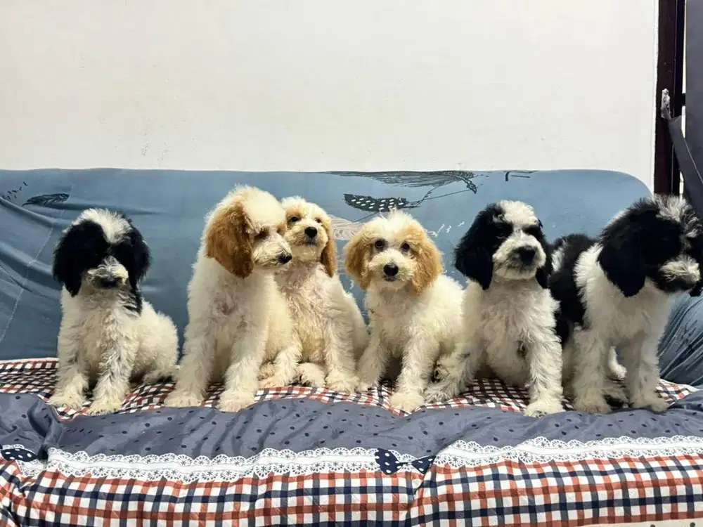 Giant poodle jantan dan betina