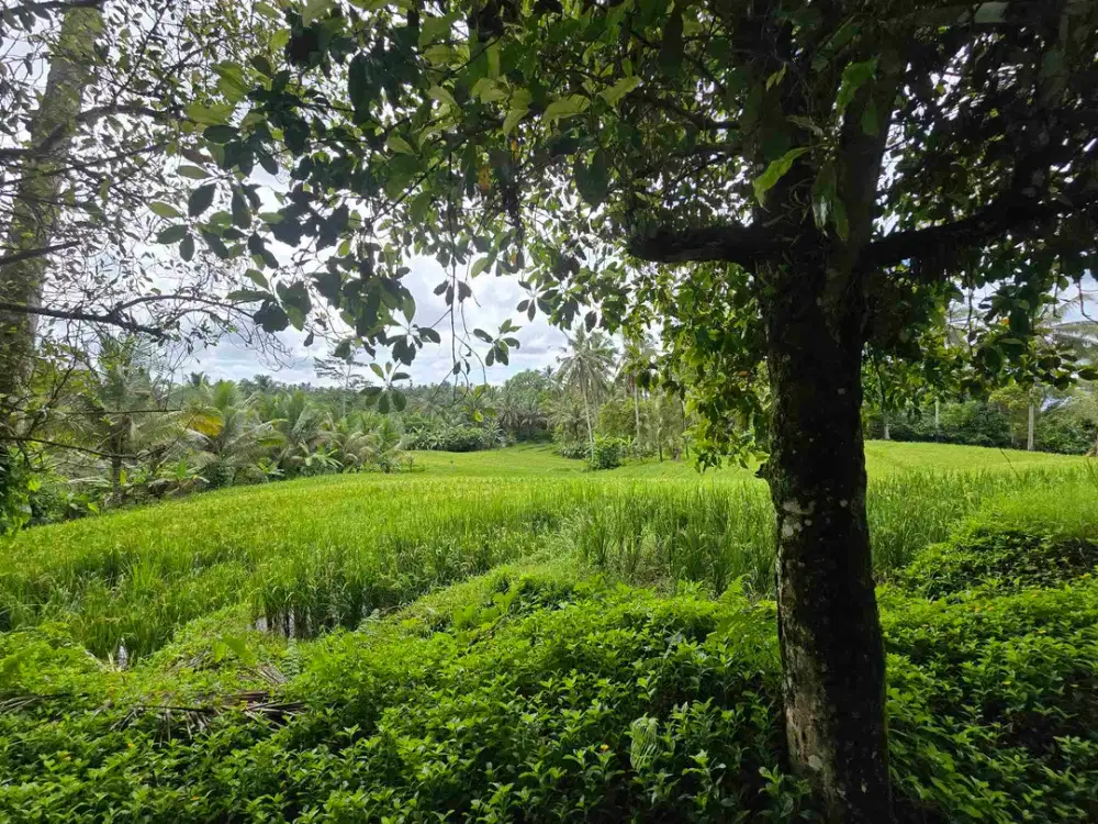 Dijual tanah view sawah cantik di kawasan villa di bali