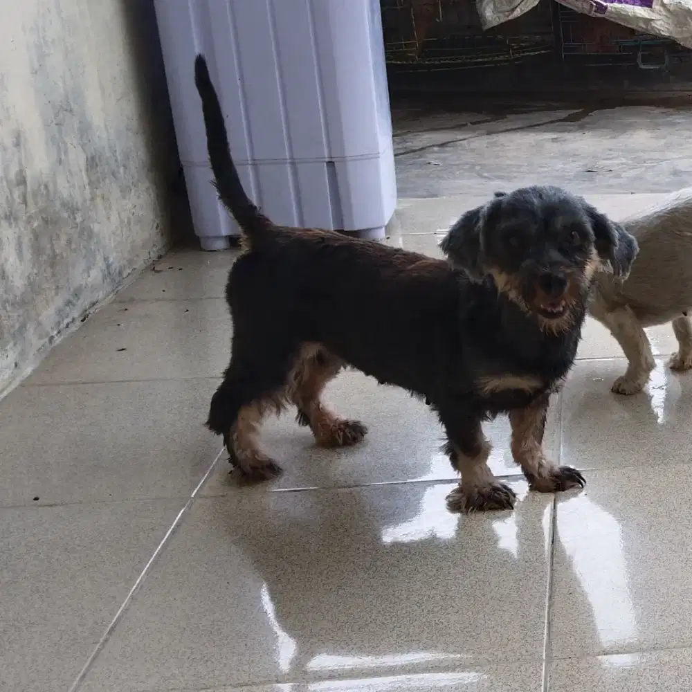 Mix poodle stzu betina