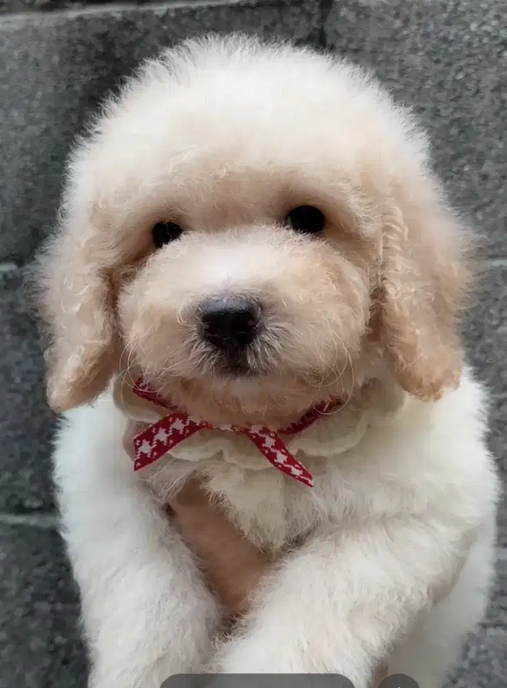 Jual anjing poodle